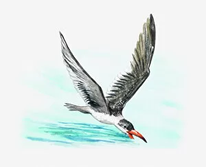 Spread Wings Gallery: Illustration of a skimmer (Rynchops sp.) swooping over the water to catch food
