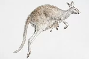 Young Animal Gallery: Illustration, skipping female Kangaroo (Macropus sp.) with baby peeking out of its pouch, side view