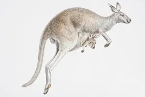 Protection Prints: Illustration, skipping female Kangaroo (Macropus sp)