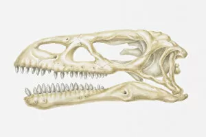 Images Dated 15th April 2010: Illustration of the skull of a Massospondylus dinosaur, Jurassic period
