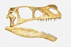 Illustration of the skull of an Ornitholestes, a theropod dinosaur from the Jurassic period
