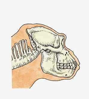 Images Dated 10th May 2011: Illustration of skull on profile of adult Gorilla (Gorilla gorilla)