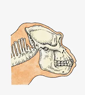 Gorilla Prints: Illustration of skull on profile of adult Gorilla (Gorilla gorilla)
