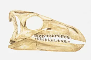 Illustration of the skull of a Scelidosaurus, a type of Thyreophoran dinosaur, Jurassic period