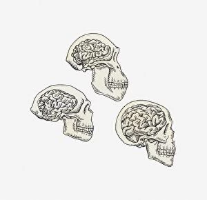 Illustration of skulls of Australopithecus, Homo erectus and Homo sapiens