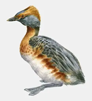 Illustration of a Slavonian grebe or Horned grebe (Podiceps auritus), side view