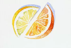 Images Dated 10th November 2008: Illustration of slices of lemon and orange