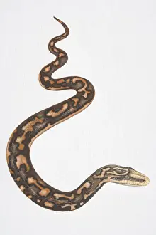 Reptilia Prints: Illustration, slithering Carpet Python (morelia spilota)