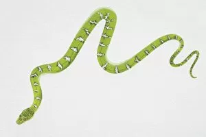 Crawling Gallery: Illustration, slithering Emerald Tree Boa (corallus caninus), view from above