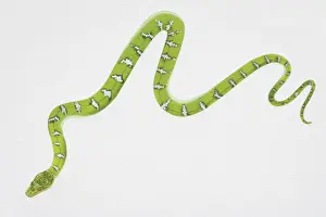Reptilia Prints: Illustration, slithering Emerald Tree Boa (corallus caninus), view from above