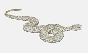 Images Dated 18th May 2006: Illustration, slithering Lebetine Viper (Vipera lebetina), side view