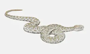 Self Defence Prints: Illustration, slithering Lebetine Viper (Vipera lebetina), side view