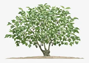 Illustration of small semi-evergreen Jatropha curcas (Barbados Nut, Physic Nut) tree