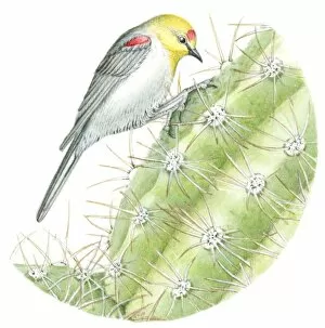 Illustration of small Verdin (Auriparus flaviceps) perching upside down on spiked cactus