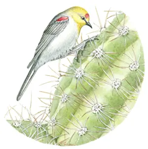 Balance Prints: Illustration of small Verdin (Auriparus flaviceps) perching upside down on spiked cactus