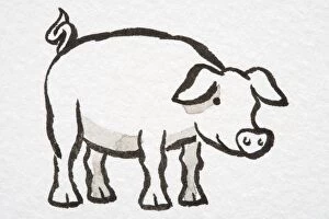 Hoofed Mammal Gallery: Illustration, smiling pig standing, side view
