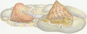 Illustration of Top Snail (Calliostoma) emerging from shell with empty shell behind