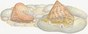 Pebble Prints: Illustration of Top Snail (Calliostoma) emerging from shell with empty shell behind