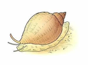Illustration of snail on sand