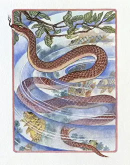 Illustration of Snake in the Fish Pond, representing Chinese Year Of The Snake