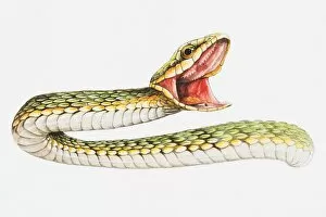 Illustration of snake hissing