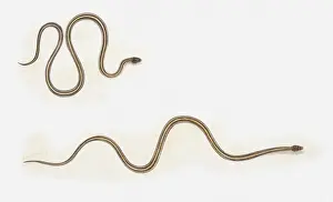 Illustration of snake moving forward by bunching up in loops and then straightening out
