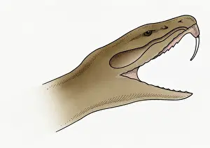 Biting Prints: Illustration of snake showing needle-sharp, recurved tooth