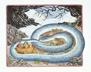 Illustration of Snake Sleeping in the Winter, representing Chinese Year Of The Snake