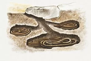 Four Animals Collection: Illustration of snakes hibernating in underground dens