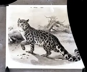 Leopard Prints: Illustration Of Snow Leopard Or Ounce
