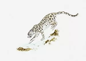 Images Dated 6th May 2011: Illustration of Snow Leopard (Uncia uncia or Panthera uncia) moving across ice