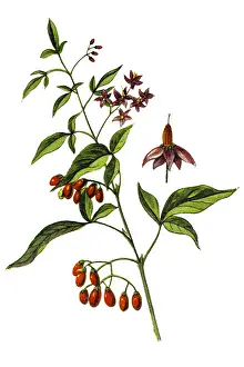 Illustration of a Solanum dulcamara, also known as bittersweet, bittersweet nightshade
