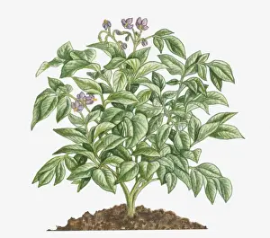Stamen Prints: Illustration of Solanum tuberosum (Potato) bearing purple flowers with yellow stamen and green leaves