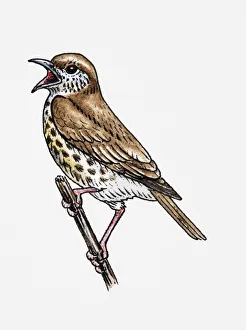 Dorling Kindersley Prints Gallery: Illustration of Song Thrush (Turdus philomelos) singing on twig