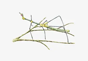 Grasshopper Prints: Illustration of South American Grasshopper resembling a stick insect on stem
