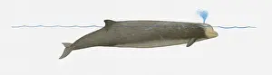 Blowhole Prints: Illustration of Southern Bottlenose Whale (Hyperoodon planifrons) using blowhole on surface of water