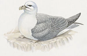 Images Dated 30th October 2008: Illustration of Southern Fulmar (Fulmarus glacialoides)