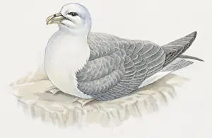 Perched Prints: Illustration of Southern Fulmar (Fulmarus glacialoides)