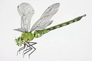Illustration, Southern Hawker Dragonfly (aeshna cyanea), side view