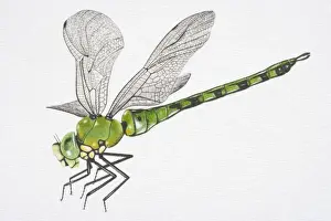 Insecta Prints: Illustration, Southern Hawker Dragonfly (aeshna cyanea), side view