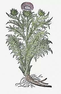 Daisy Family Gallery: Illustration of a Spear thistle (Cirsium vulgare), flower, leaves, and roots