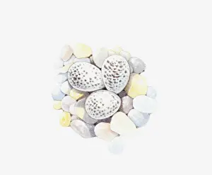 Pebble Prints: Illustration of speckled Ringed Plover (Charadrius hiaticula) eggs on pebble nest