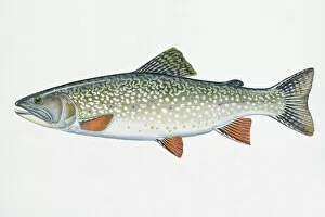 Images Dated 5th June 2008: Illustration of Speckled Trout (Salvelinus fontinalis), freshwater fish of Salmon family