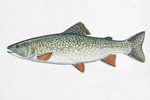 Mouth Open Prints: Illustration of Speckled Trout (Salvelinus fontinalis)