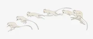 Multiple Image Prints: Illustration of a Spectral tarsier (Tarsius spectrum) leaping through the air