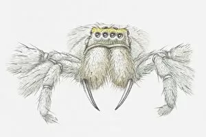 Images Dated 20th May 2010: Illustration of spider with fangs clearly visible, front view