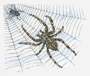Illustration of spider with fly caught in web