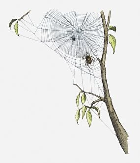 Images Dated 10th June 2010: Illustration of spider moving toward fly trapped in web attached to branch