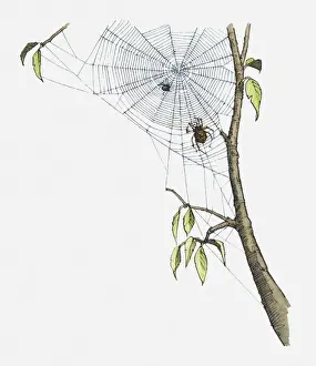 Death Prints: Illustration of spider moving toward fly trapped in web attached to branch