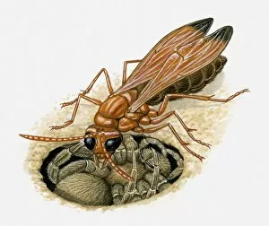 Images Dated 13th April 2010: Illustration of Spider wasp injecting venom into spider in burrow